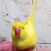 Ringneck Parrots for sale