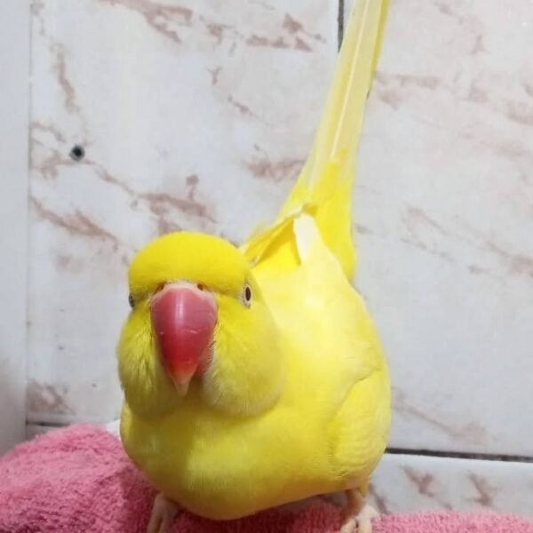 Ringneck Parrots for sale
