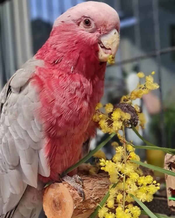 cheap cockatoos parrots for sale near me