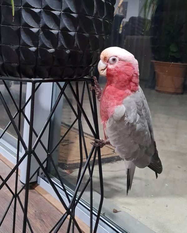 cheap cockatoos parrots for sale near me