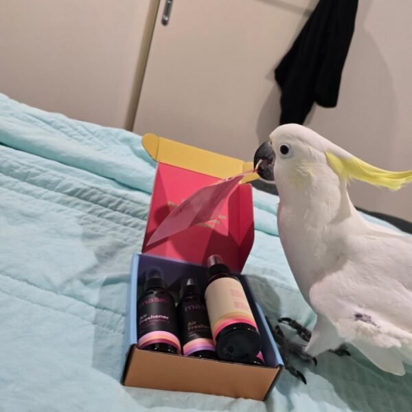 Moluccan Cockatoo parrots for sale