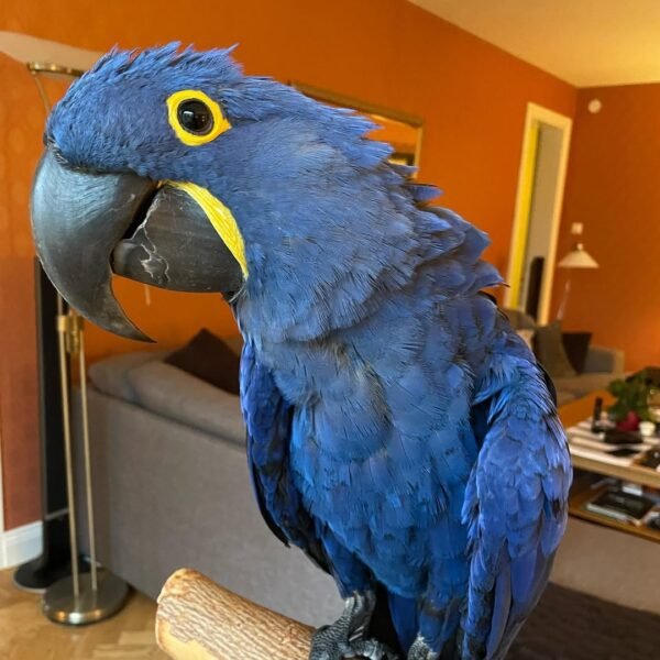 macaw birds for sale