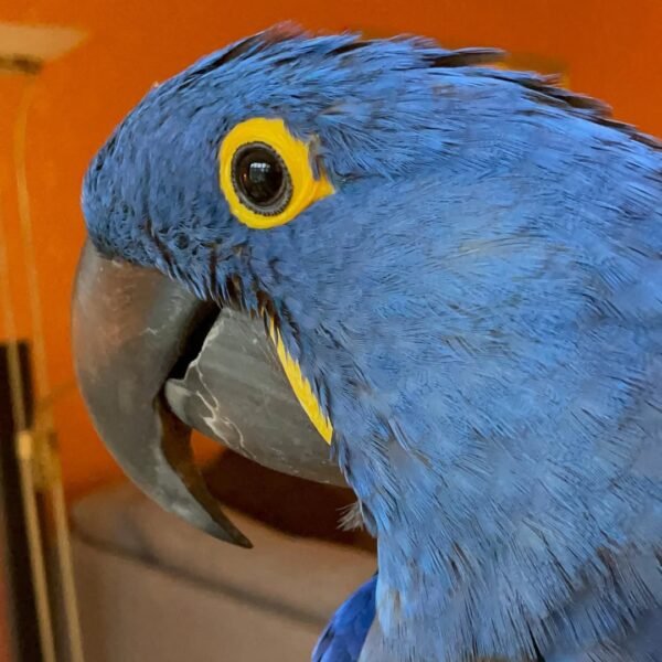 macaw birds for sale