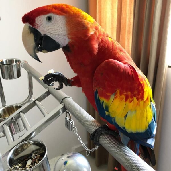 Glaucous Macaw parrots for sale