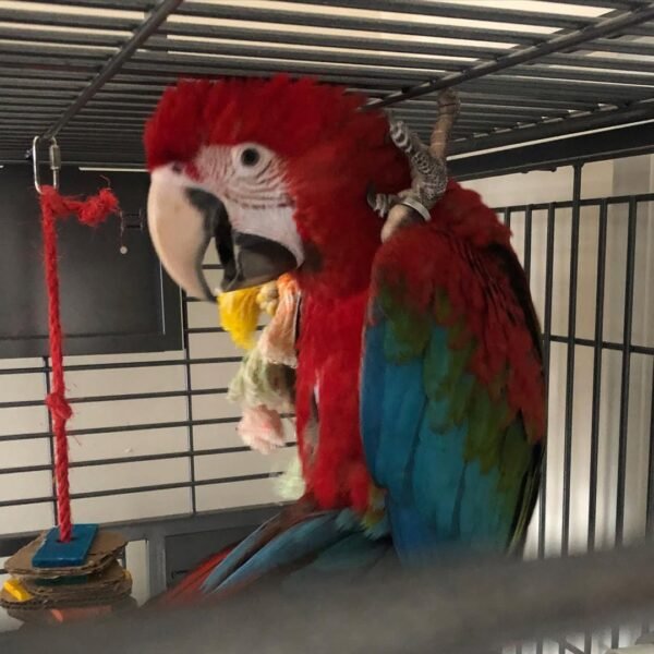 blue macaw parrots for sale