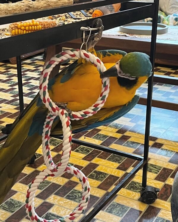 blue macaw parrots for sale near me