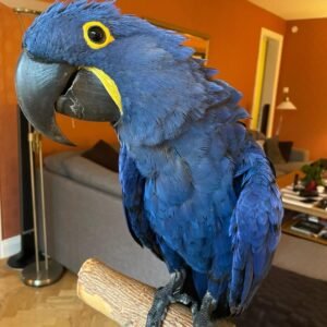 macaw birds for sale