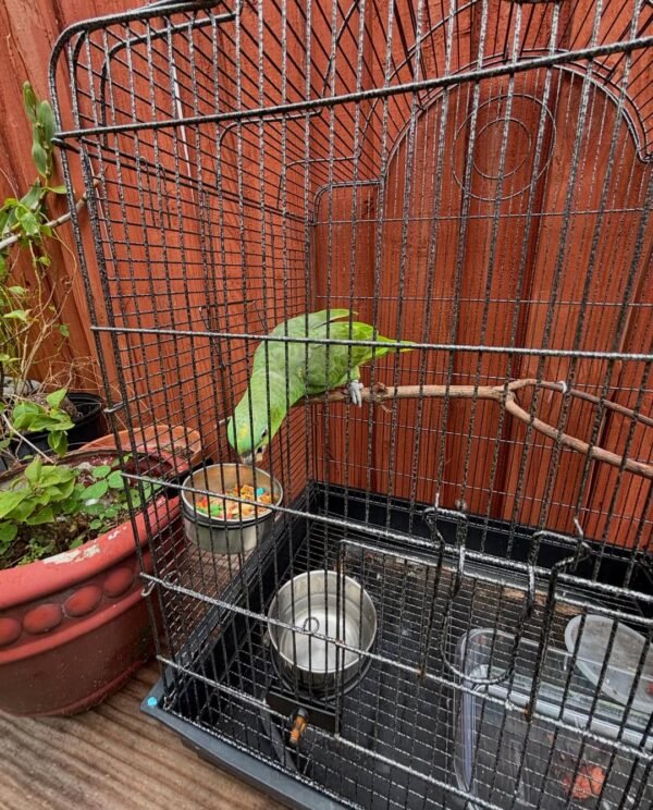 amazon parrots for sale near me