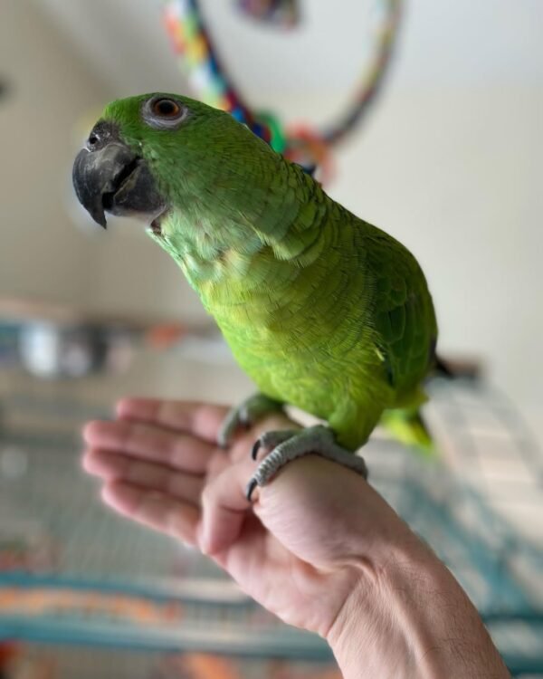 amazon parrot chicks for sale