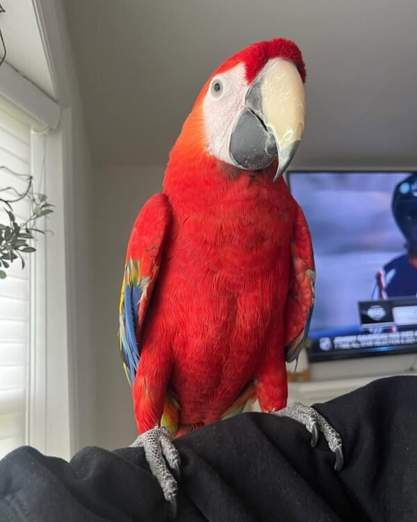 macaw parrots for sale near me