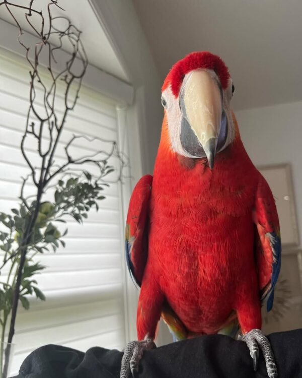 macaw parrots for sale near me