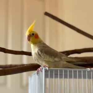 Normal Grey cockatiel birds for sale