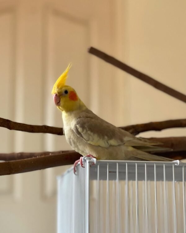 Normal Grey cockatiel birds for sale