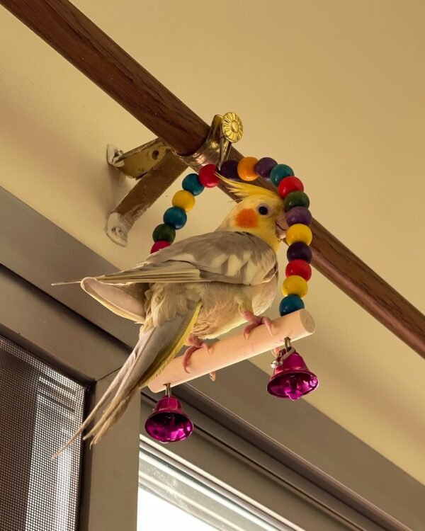 Normal Grey cockatiel birds for sale