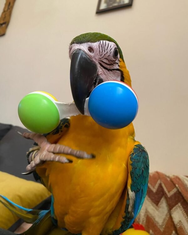 macaw parrots for adoption