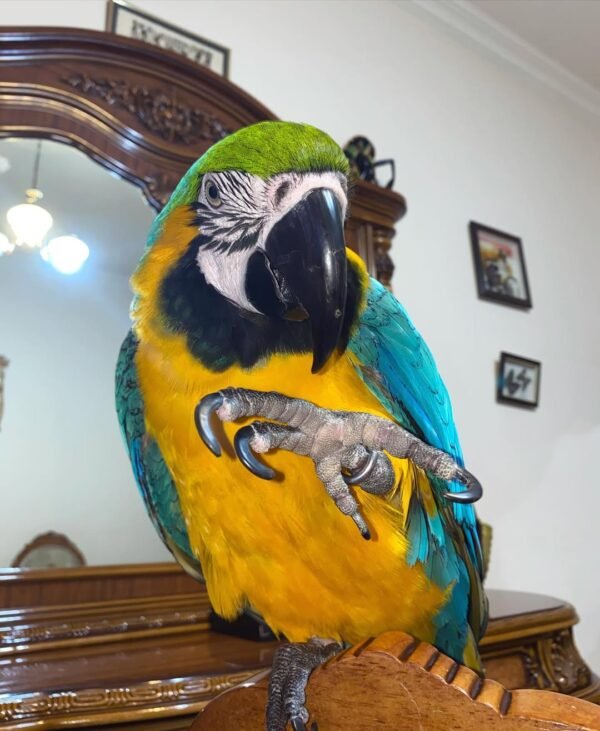 macaw parrots for adoption