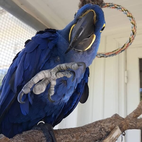 Scarlet Macaw parrots for sale