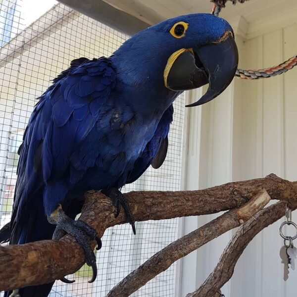 Scarlet Macaw parrots for sale