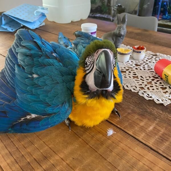 macaw parrots for sale