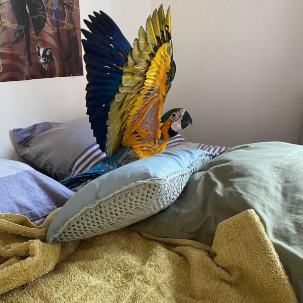 macaw parrots for sale