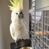 cockatoo parrots for sale near me