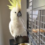 cockatoo parrots for sale near me