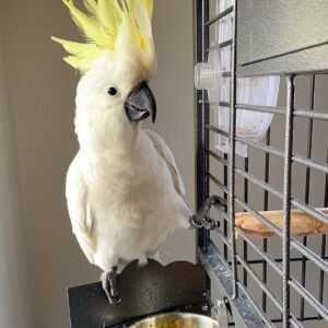 cockatoo parrots for sale near me
