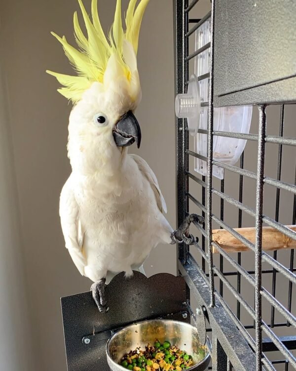 cockatoo parrots for sale near me