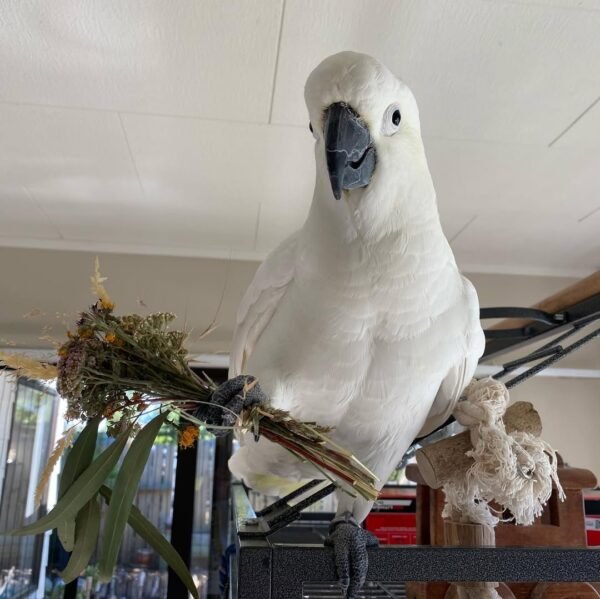 cockatoo parrots for sale near me