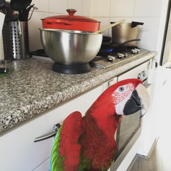 mini macaw parrots for sale
