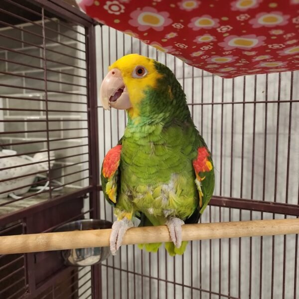 cheap amazon parrots for sale