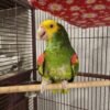cheap amazon parrots for sale
