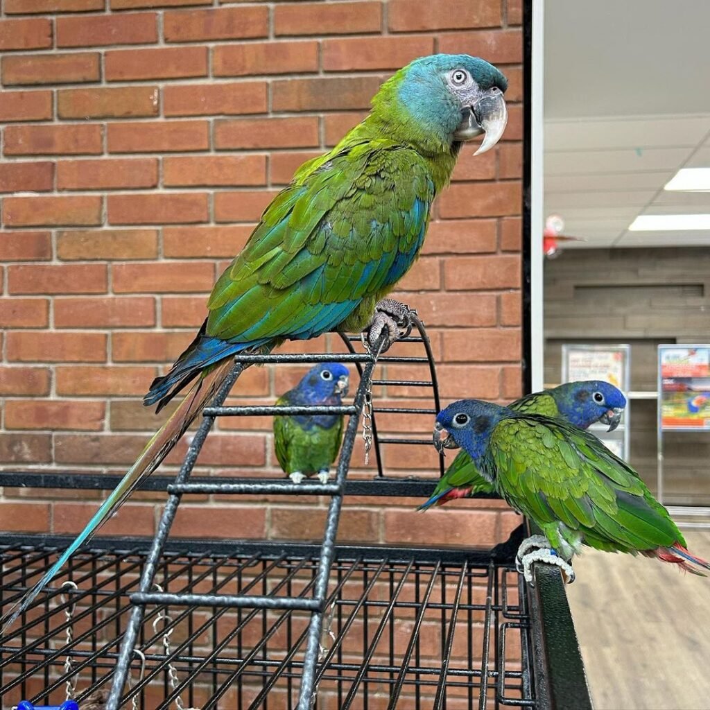 Amazon Parrots