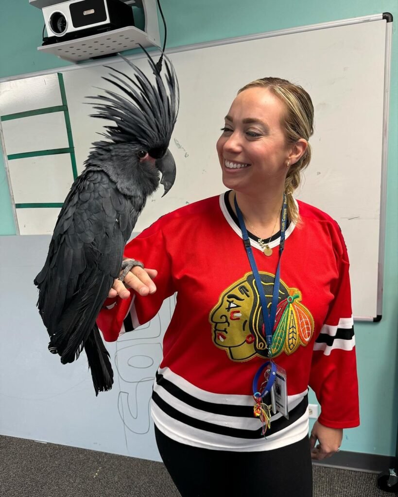 find parrots for sale