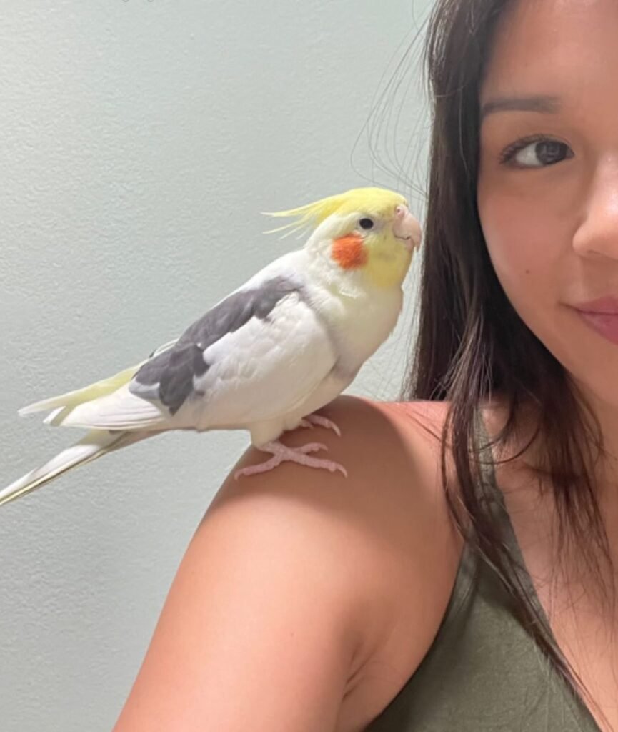 find parrots for sale