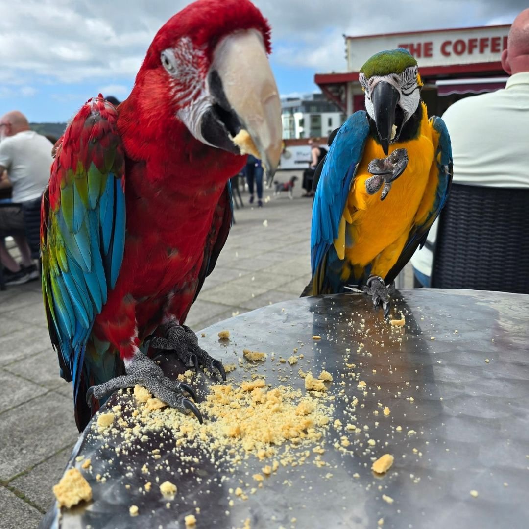 find parrots for sale