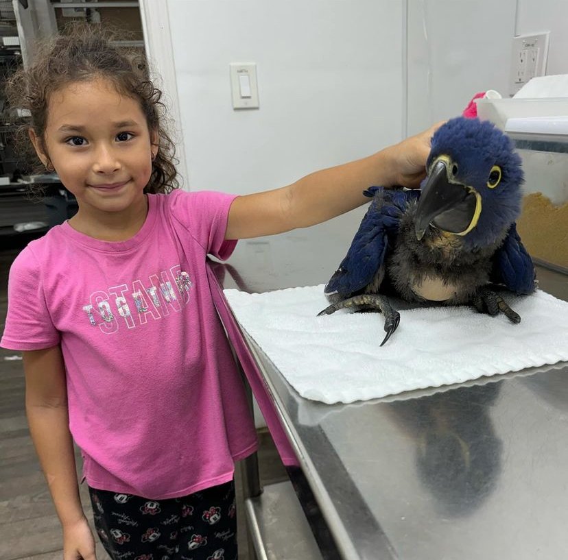find parrots for sale