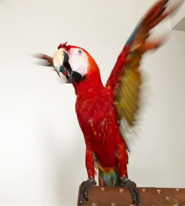 Glaucous Macaw parrots for sale