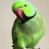 Ringneck parakeet Parrots for sale