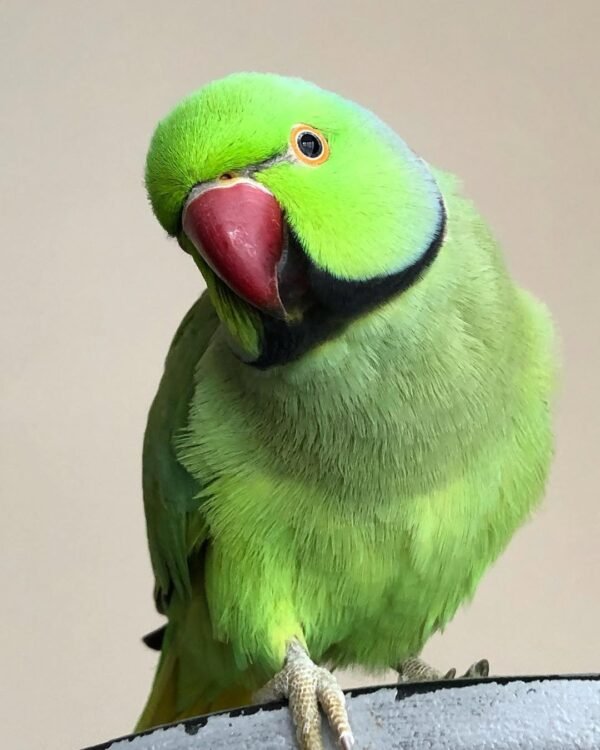 Ringneck parakeet Parrots for sale