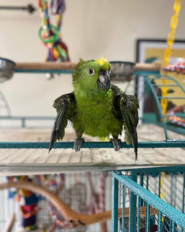 amazon parrot chicks for sale