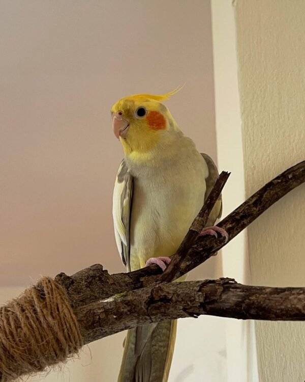 Normal Grey cockatiel birds for sale