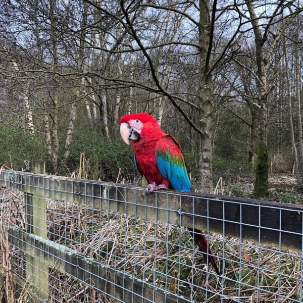 blue macaw parrots for sale