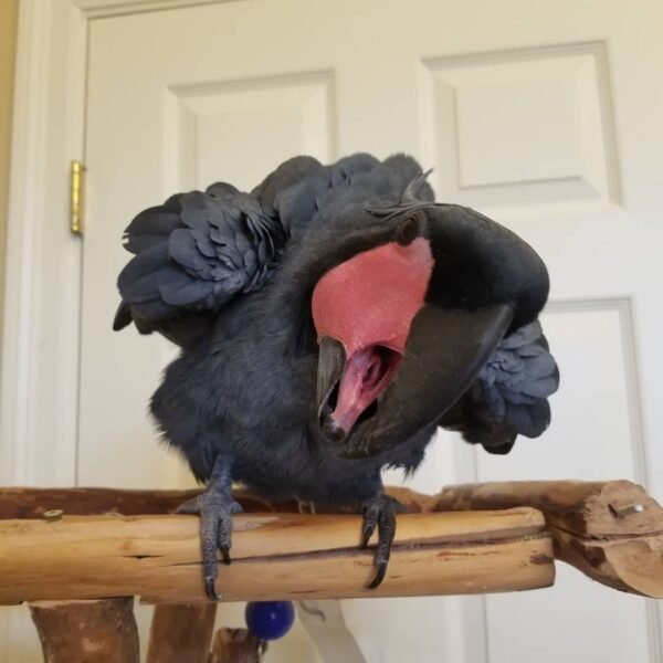 cockatoo birds for sale near me