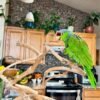 Lilac, female talking amazon parrot - Image 2