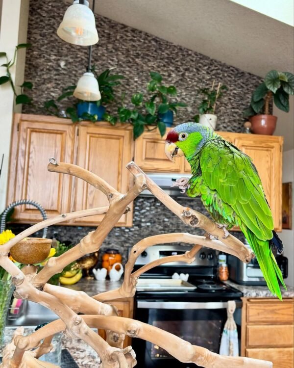 Lilac, female talking amazon parrot - Image 2