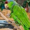 yellow naped amazon parrots for sale