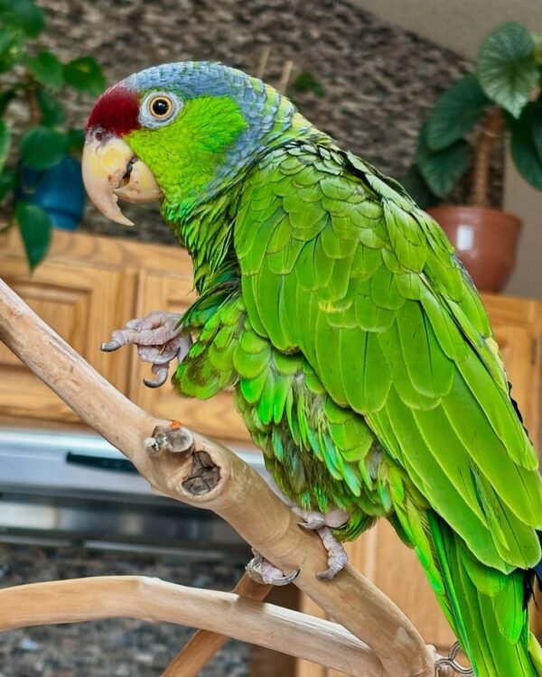yellow naped amazon parrots for sale