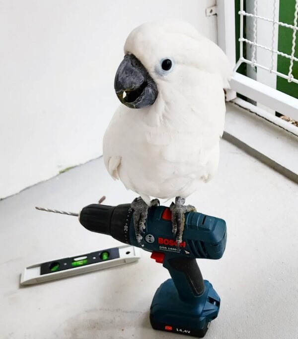 cockatoo baby parrots for sale
