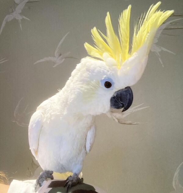 cockatoo parrots for adoption